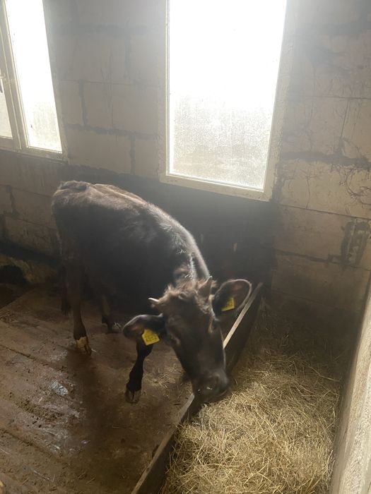 Продам дві телички, корівки