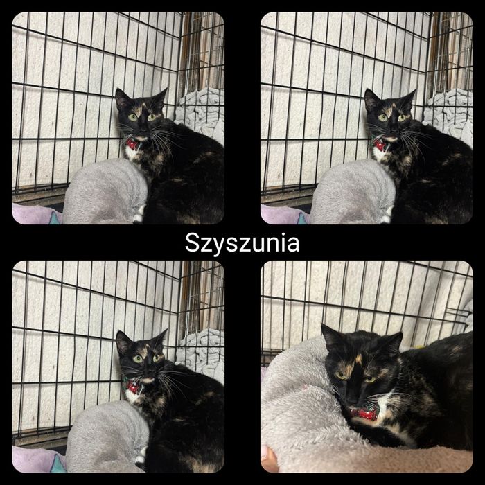 Kotki i kocurki do adopcji