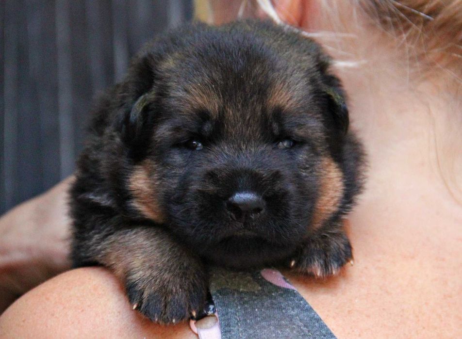 Німецька вівчарка, шикарні цуценята, від розпілдника КСУ