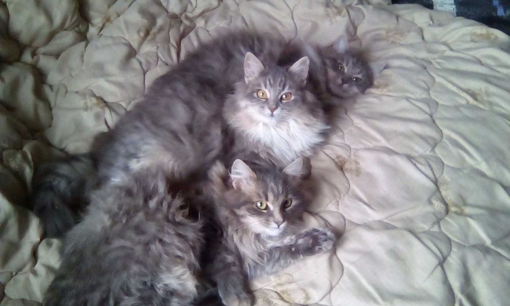 Шукають дім три киці