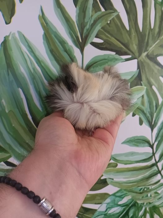 Морська свинка,морських свинки,свинки морські,свинка морськая