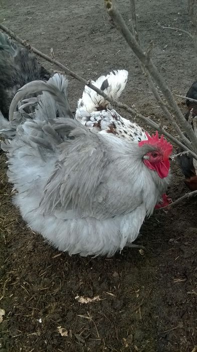 Півні петухи орпінгтон лаванда