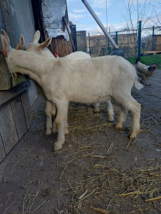 Продам Зааненські козлики