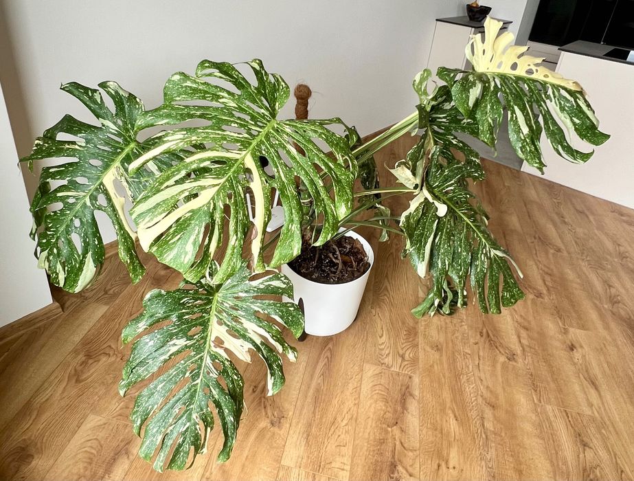 Monstera Thai Constellation