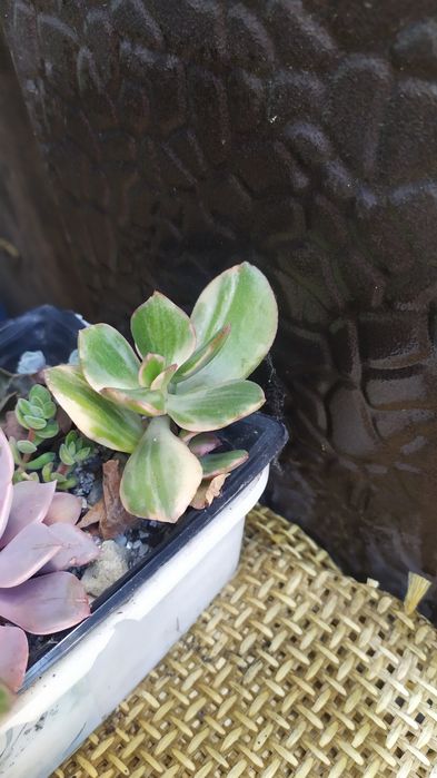 Крассулы, суккуленты