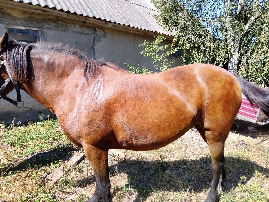 Продам кобилу 9 років