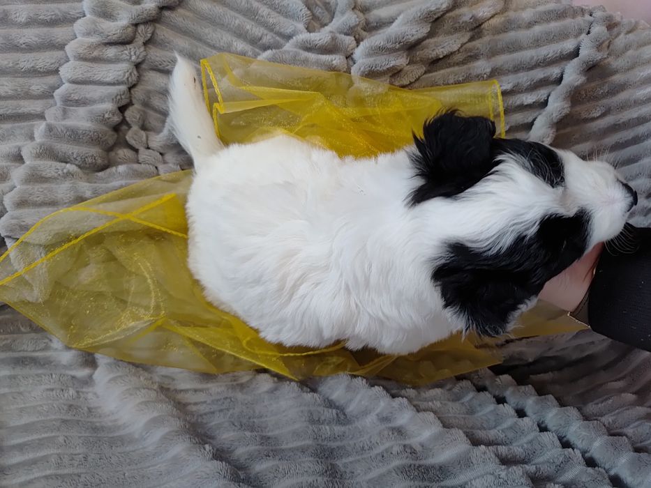 Border collie || szczeniaki — pies || Kosair Spirit