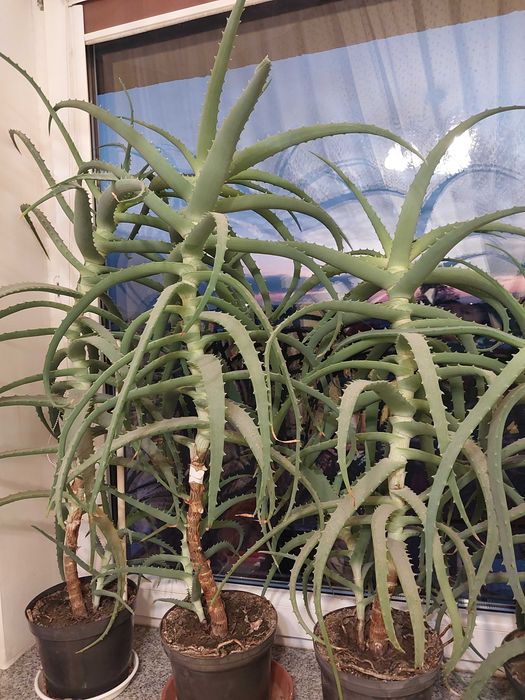 ALOES kwiat leczniczy