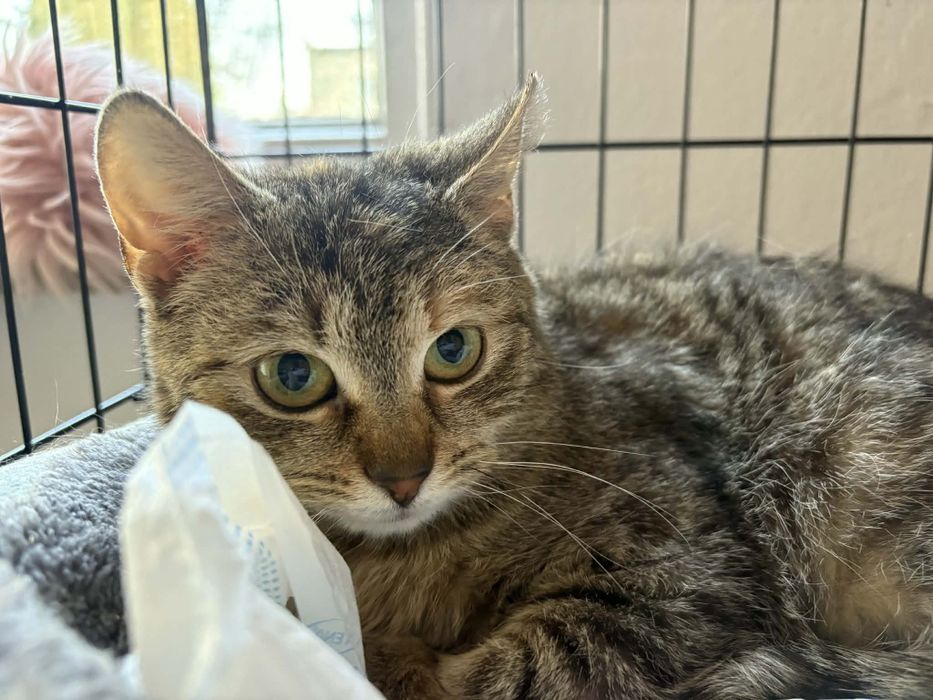 Kociczka Iskierka szuka domu