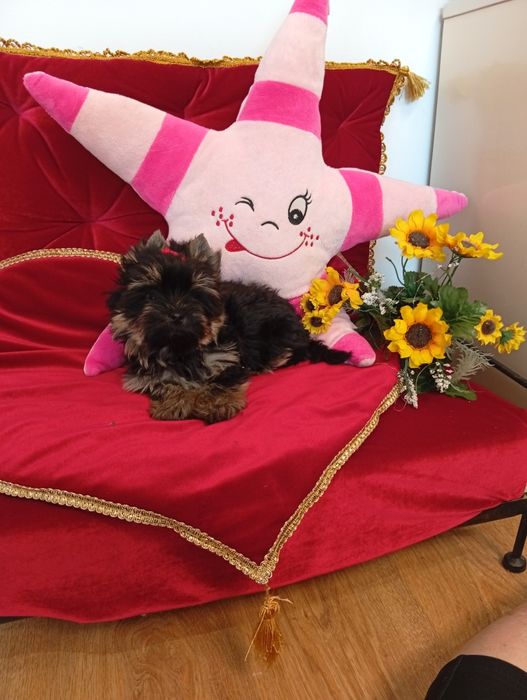 Mini samczyk Black Tan Yorkshire terrier
