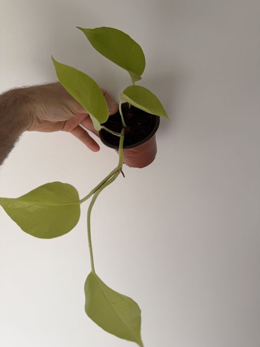 Epipremnum Lemon Lime