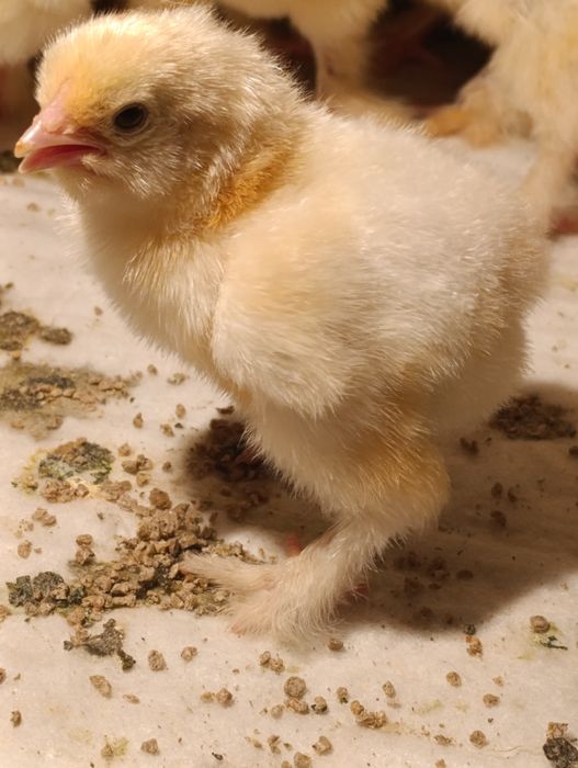 Продам ціплята Колумбійської брами