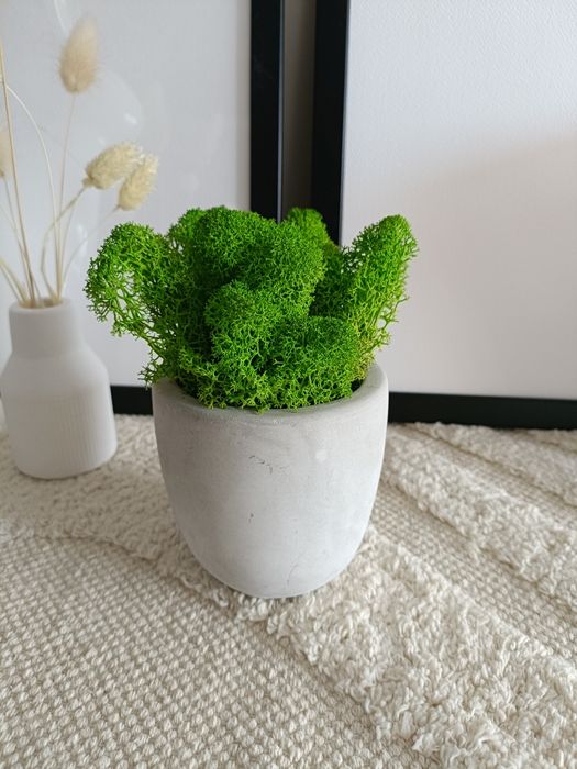 Chrobotek naturalny wysoka jakość w doniczce osłonce betonowej