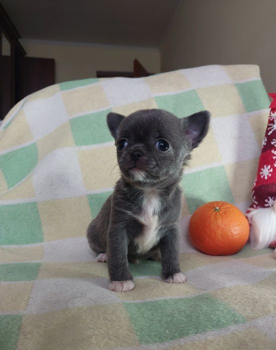 Щастя хлопчик чихуахуа міні