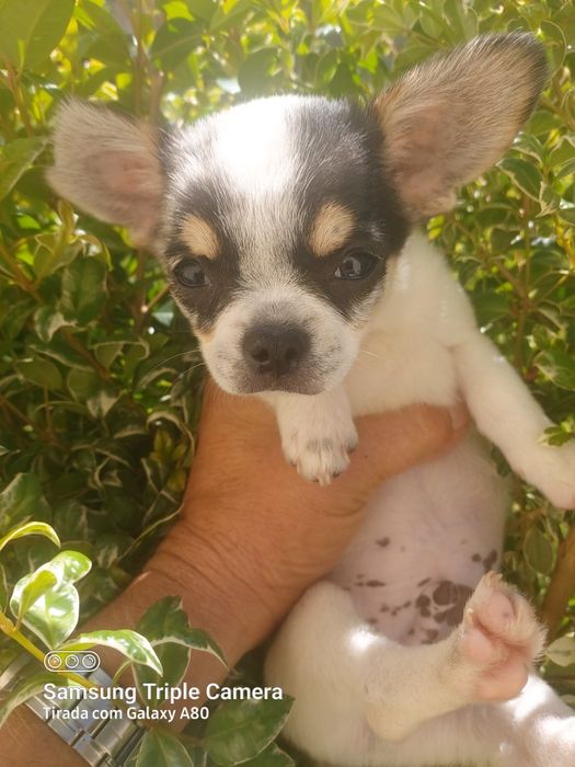 Lindo chihuahua machinho