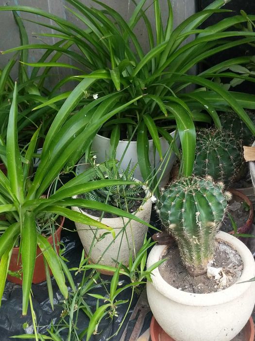 Сансевієрія, кактуси кімнатні квіти