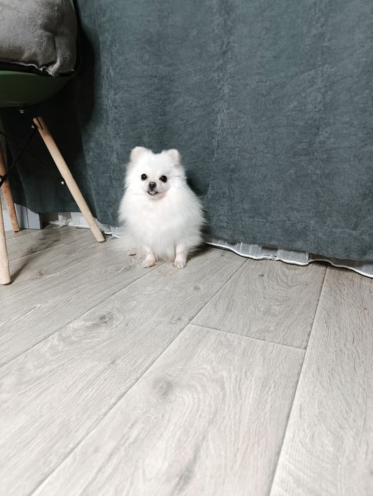 Гарна дівчинка померанський шпіц