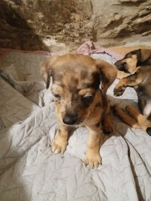 Animais para doação