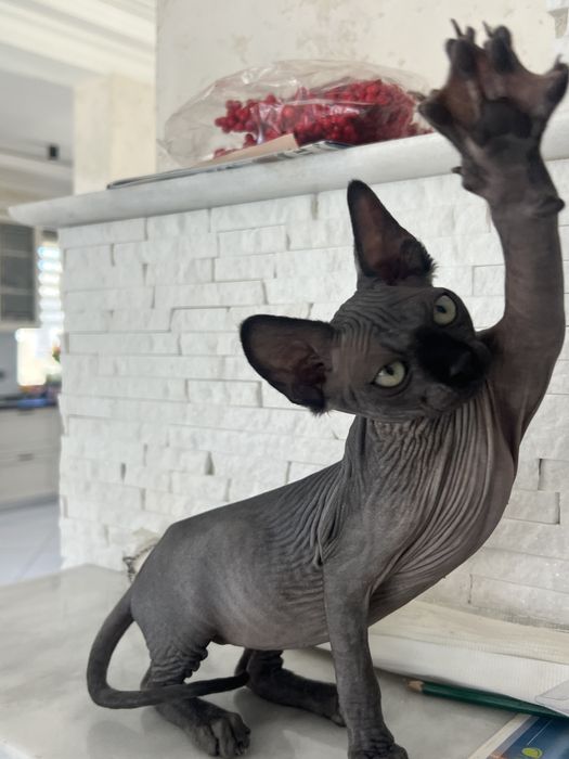 Котёнок сфинкс ,