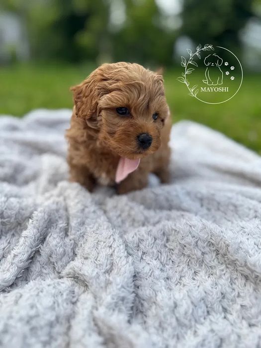 Преміум Київ Мальтипу maltipoo f1 maltipoo f2: 002