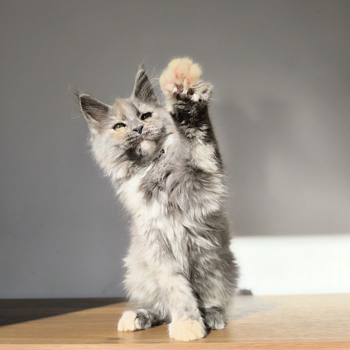 Kotka Maine coon do hodowli