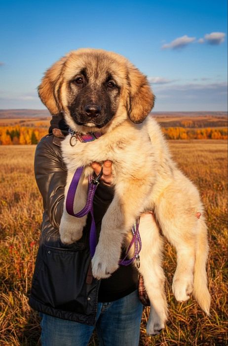 Цуценята від розплідника Start Escort великі робочі костисті