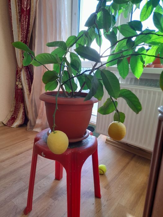 Саджанці лимону Павлівський