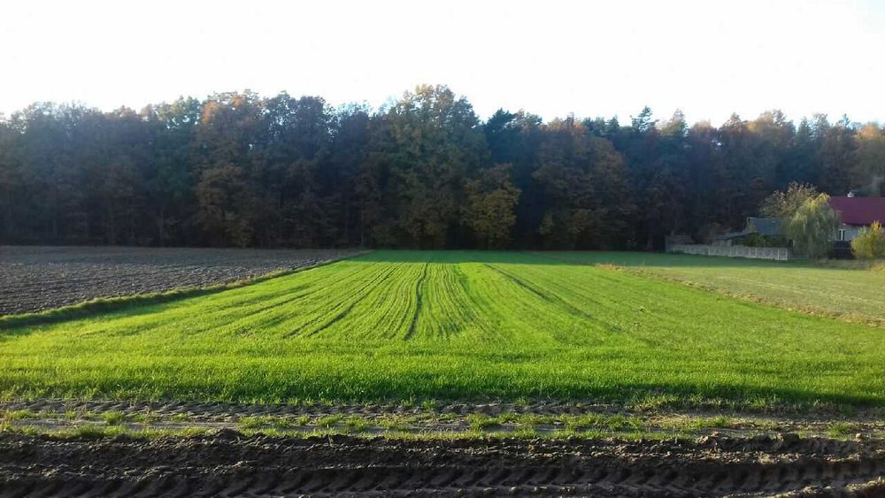 działki budowlane i rolne - Widok 2