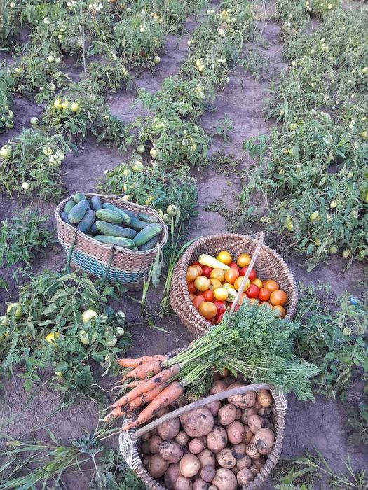 Продам участок земли 16сот с Манченки IN