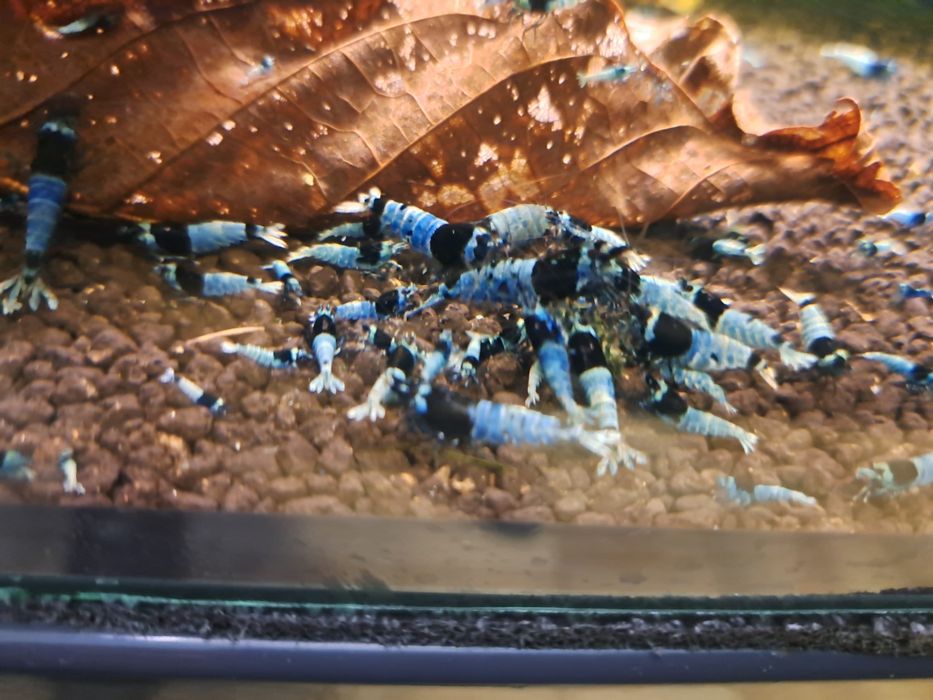 Krewetka caridina Tai mosura deep