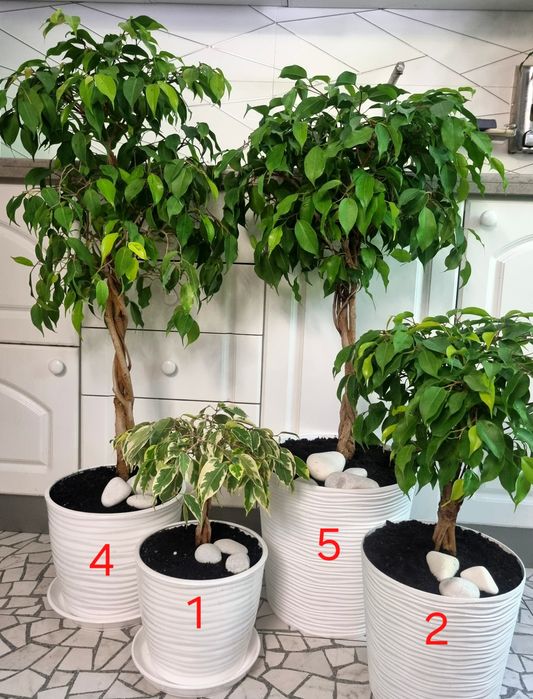 Дизайнерський фікус бонсай