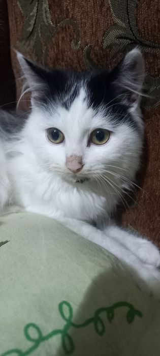 Кошенята в добрі руки