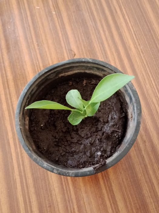 Árvore de Laranjeira em vaso – saudável e pronta para plantar