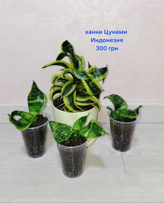 Продам сансивиерию Цунами