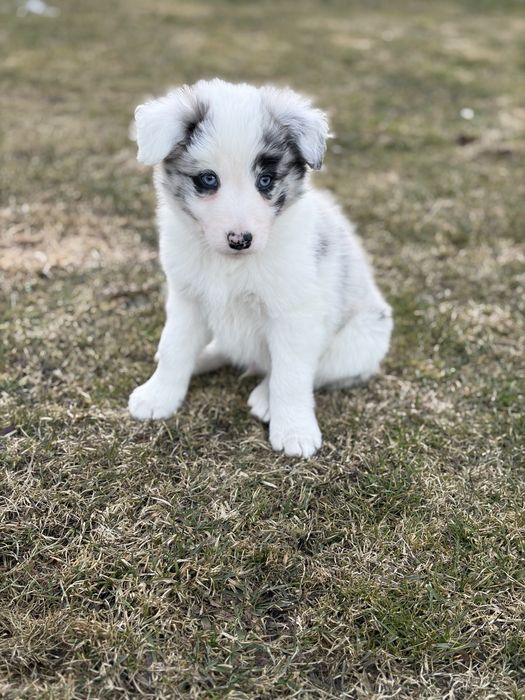 Border Collie pies Blue Merle