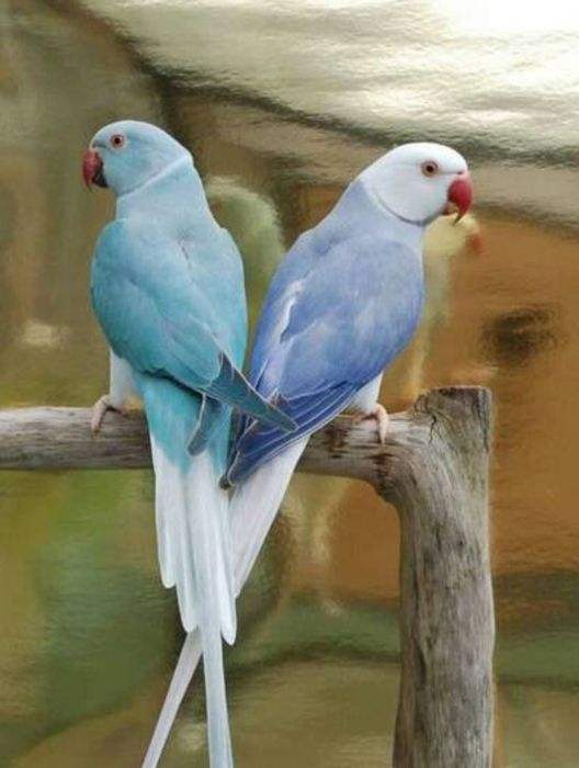 Aves para nova casa