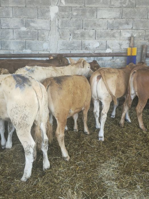 Lote 7 Vitelos cruzados limousine e angus