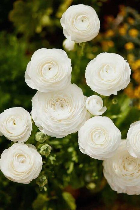 Лютики-ранункулюс декоі