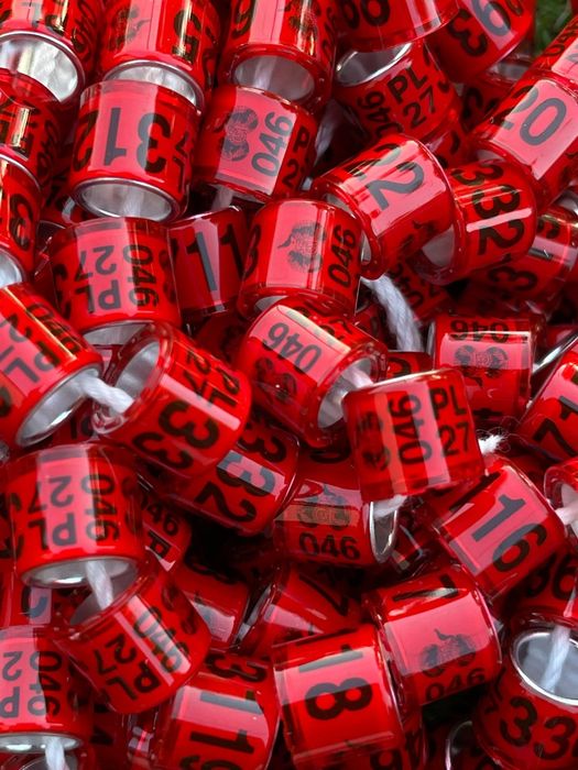 Obraczki na gołębie pocztowe 27r  ,  PL DV,BE staropolskie, rzeszowskieraso
