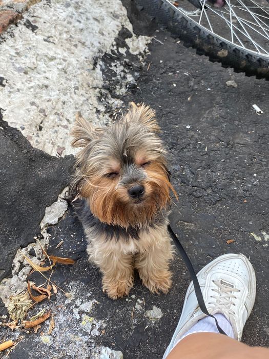 Шукаю дівчинку  йорк для звʼязки