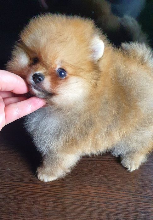 Померанский шпиц мальчик