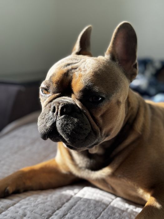 Вязка. Французский бульдог