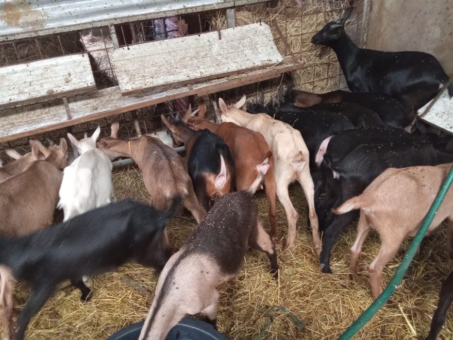 Lote de chibas murcianas com 7 meses