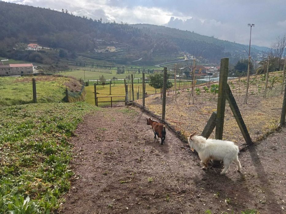 Quinta para Workshops de Jardinagem, Cultivo e Sustentabilidade