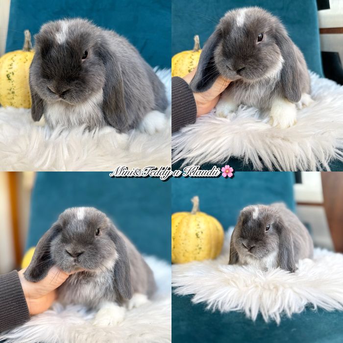 Mini lop / hodowla królików mini / metryka