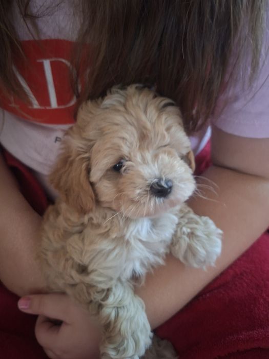 Maltipoo - śliczny piesek mini