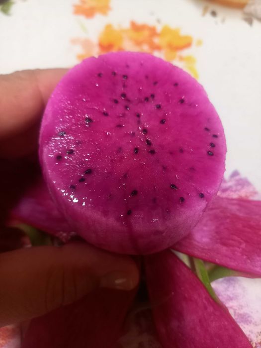 PITAYAS doces de polpa rosa