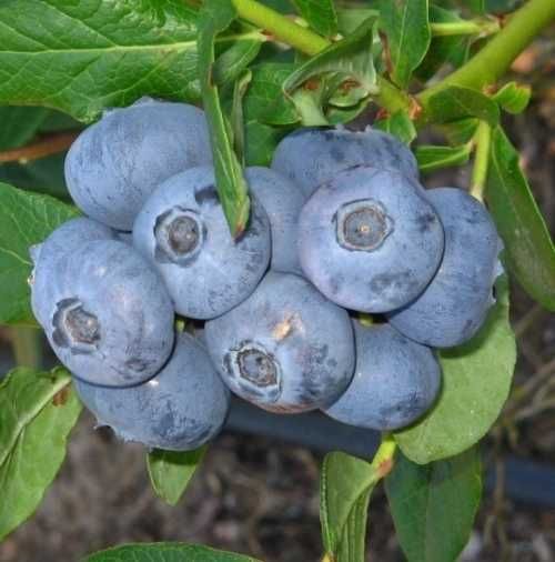 Polskie sadzonki 2,5 LETNIE Borówka Amerykańska do50cm! CAC 10 odmian