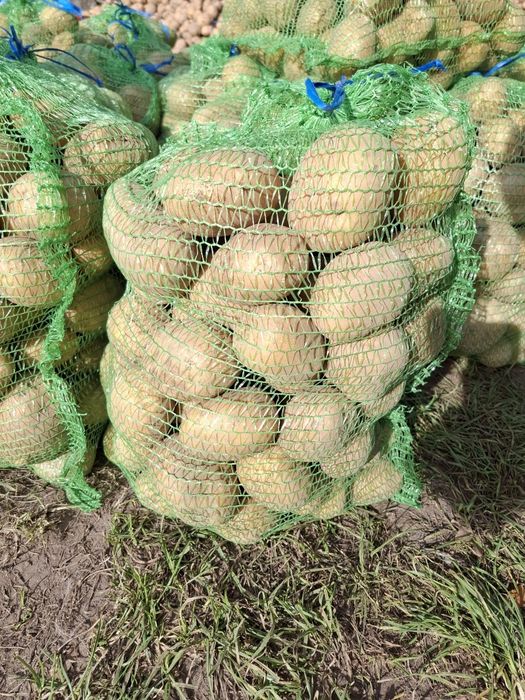 LILLY  GALLA  SATINA ziemniaki prosto od rolnika!!!DOSTAWA H