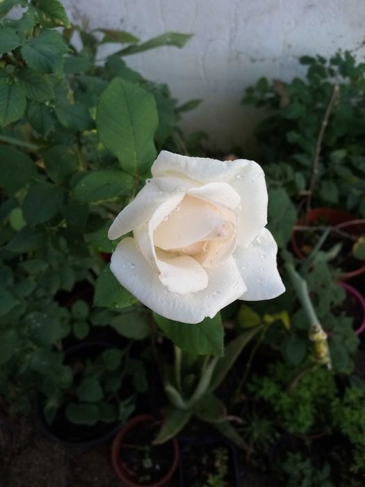 Roseira de cor branca